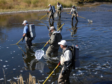  Sweetwater Electrofishing