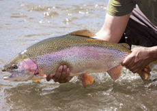 Kamloops Rainbow Trout