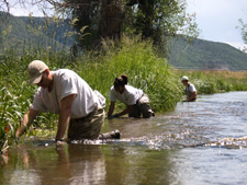 Sweetwater Macroinvertebrate Stocking