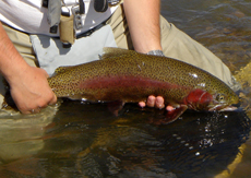 Tasmanian Rainbow Trout