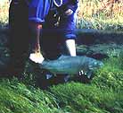 Eagle Lake Rainbow Trout