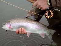 Fisheries Development and Management - Clear Creek County, Colorado