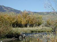 Fisheries Restoration - Gunnison, Colorado