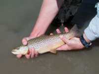 Fisheries Restoration - Albany County, Wyoming